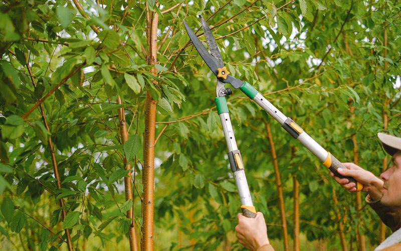 Tree trimming in Hartford, IA