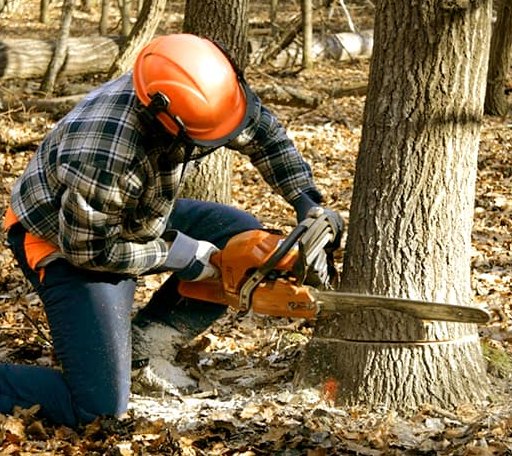 Tree Removal in Hartford, IA